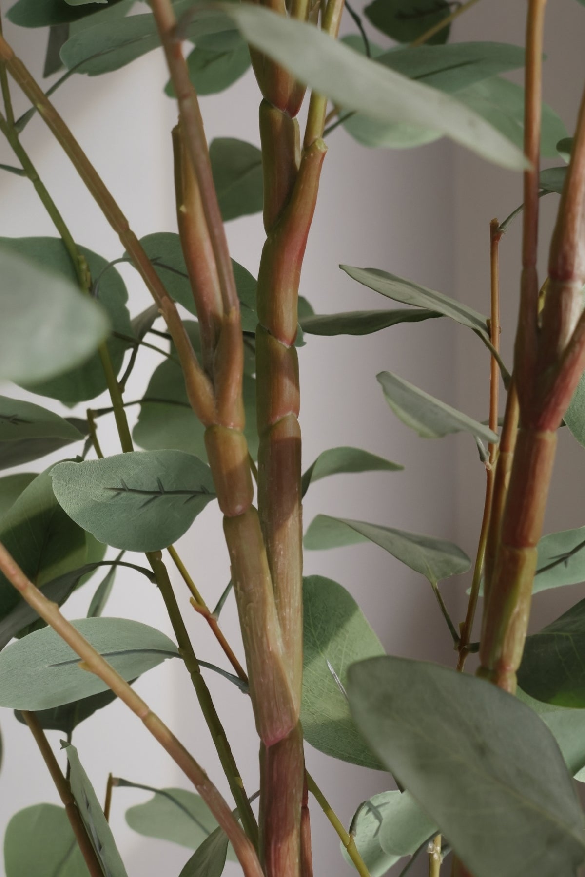 Close-up of a plant with green leaves and brown stems against a plain background