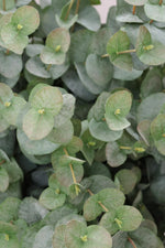 close up of faux green eucalyptus stems 