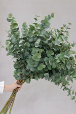artificial green eucalyptus large bunch held by hand on plain background