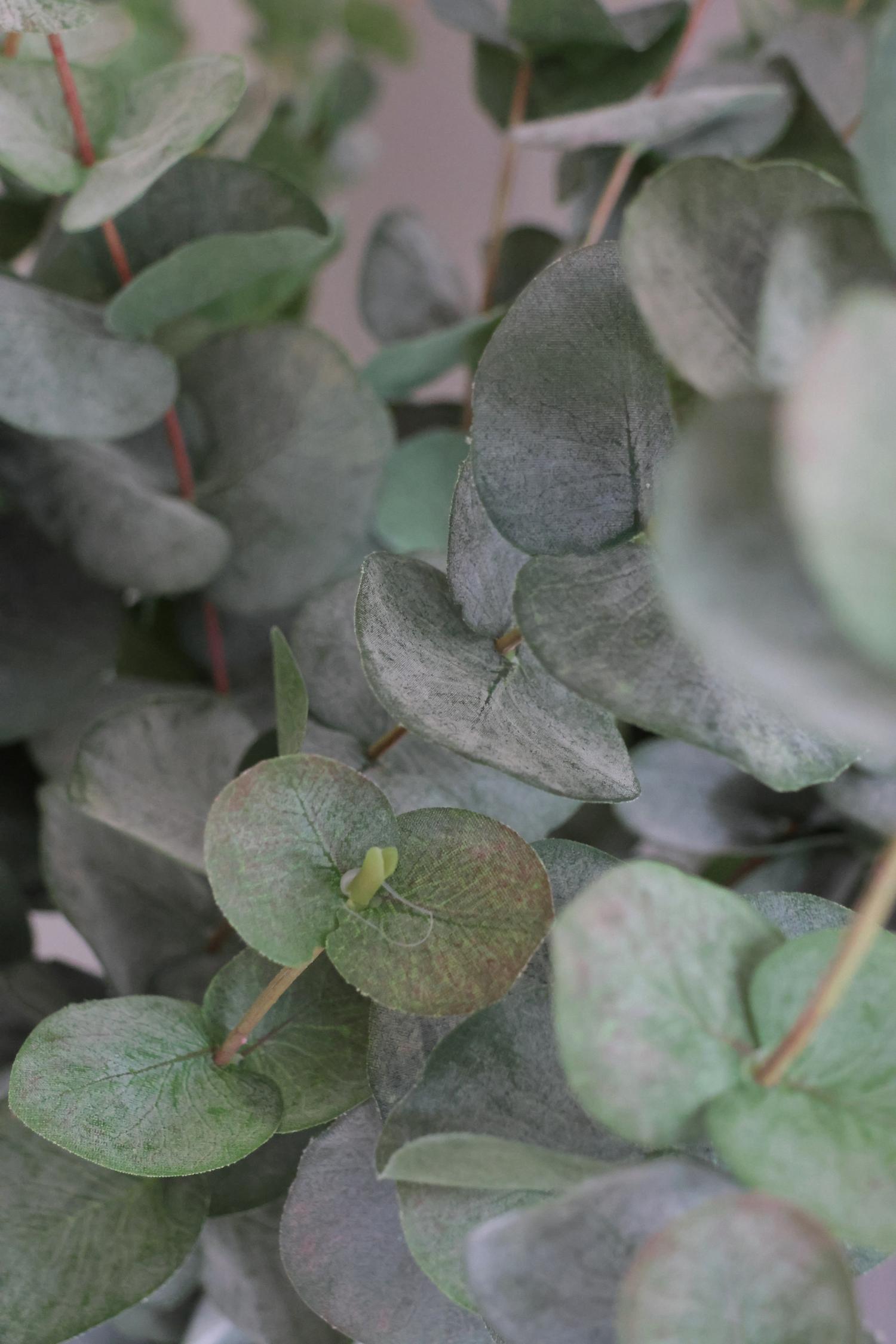 close up of artificial green eucalyptus stems 