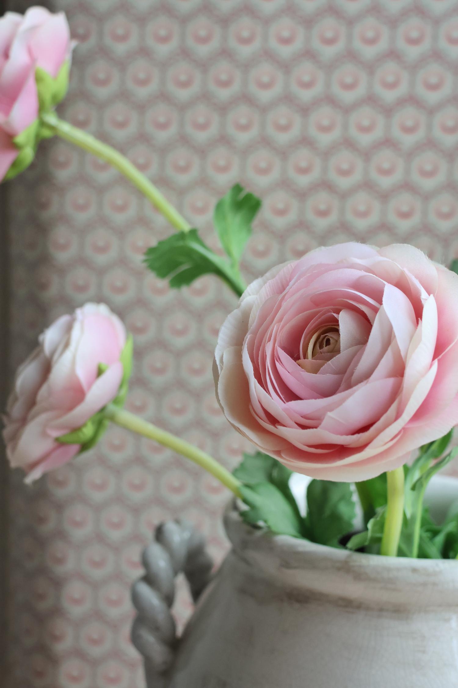 close up of pink ranunculus flower with green stems on blurred background