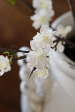 Close-up of white flowers on a branch with a blurred background
