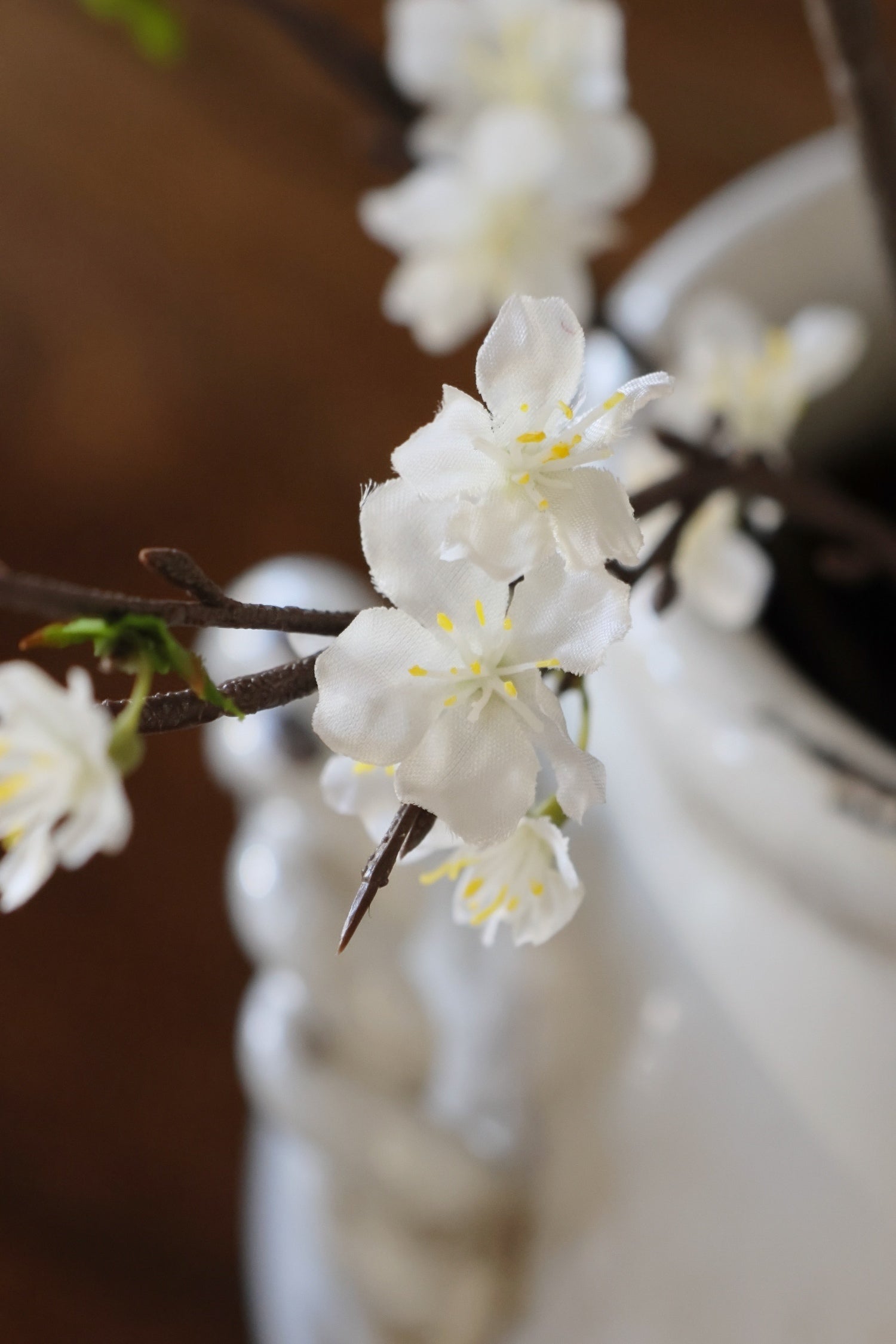 Close-up of white flowers on a branch with a blurred background