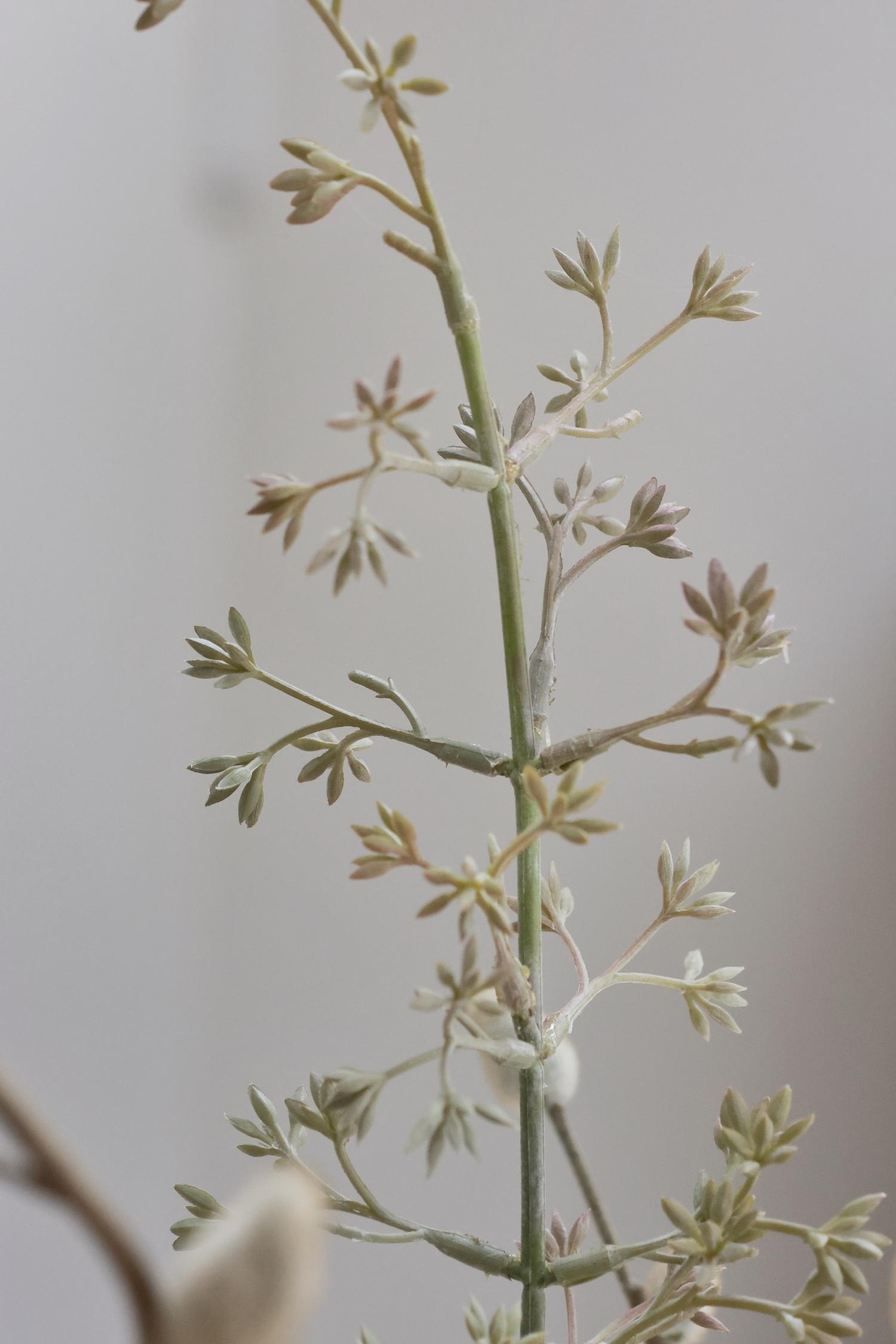 close up image of green seeded euclyptus stem