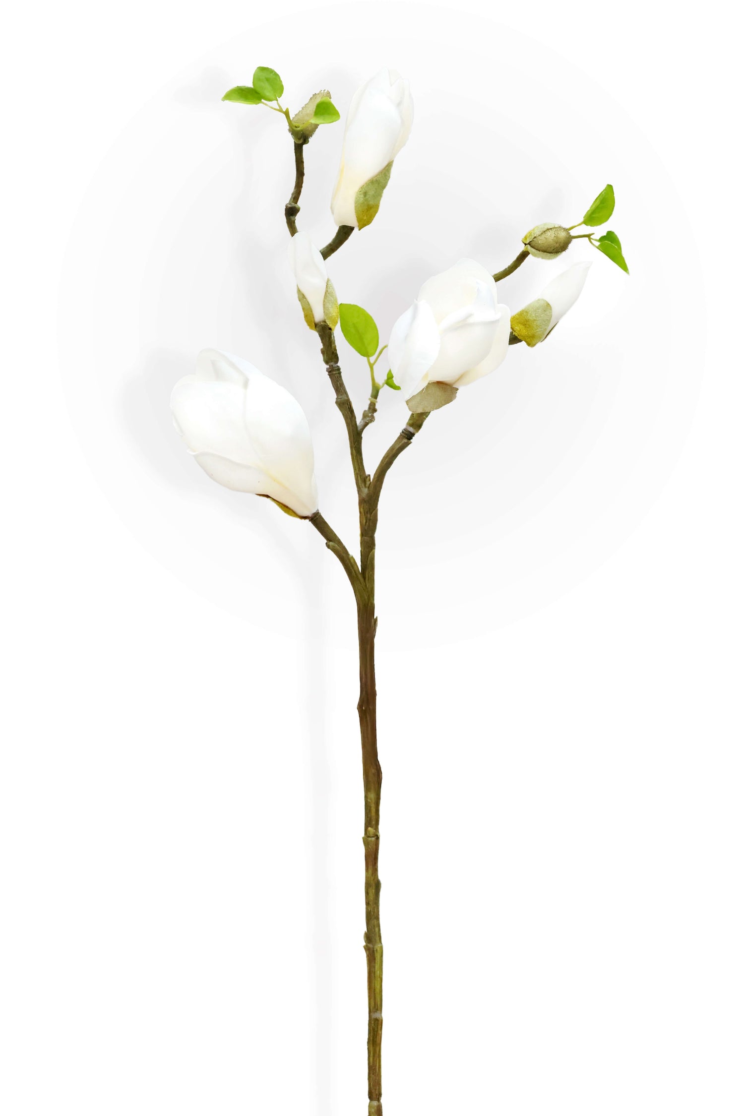 Artificial magnolia stem with white flowers and green leaves on a white background