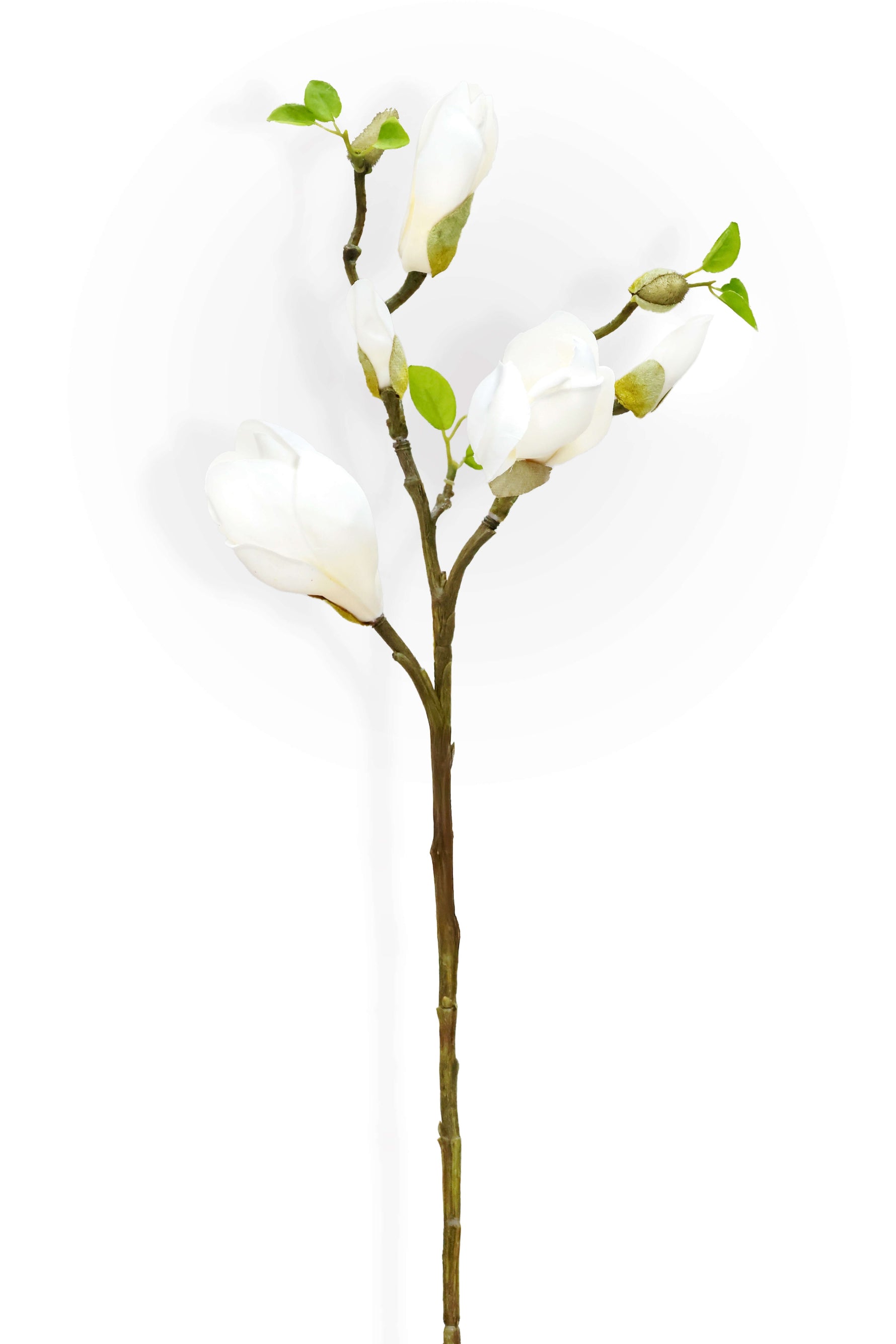 Artificial magnolia stem with white flowers and green leaves on a white background