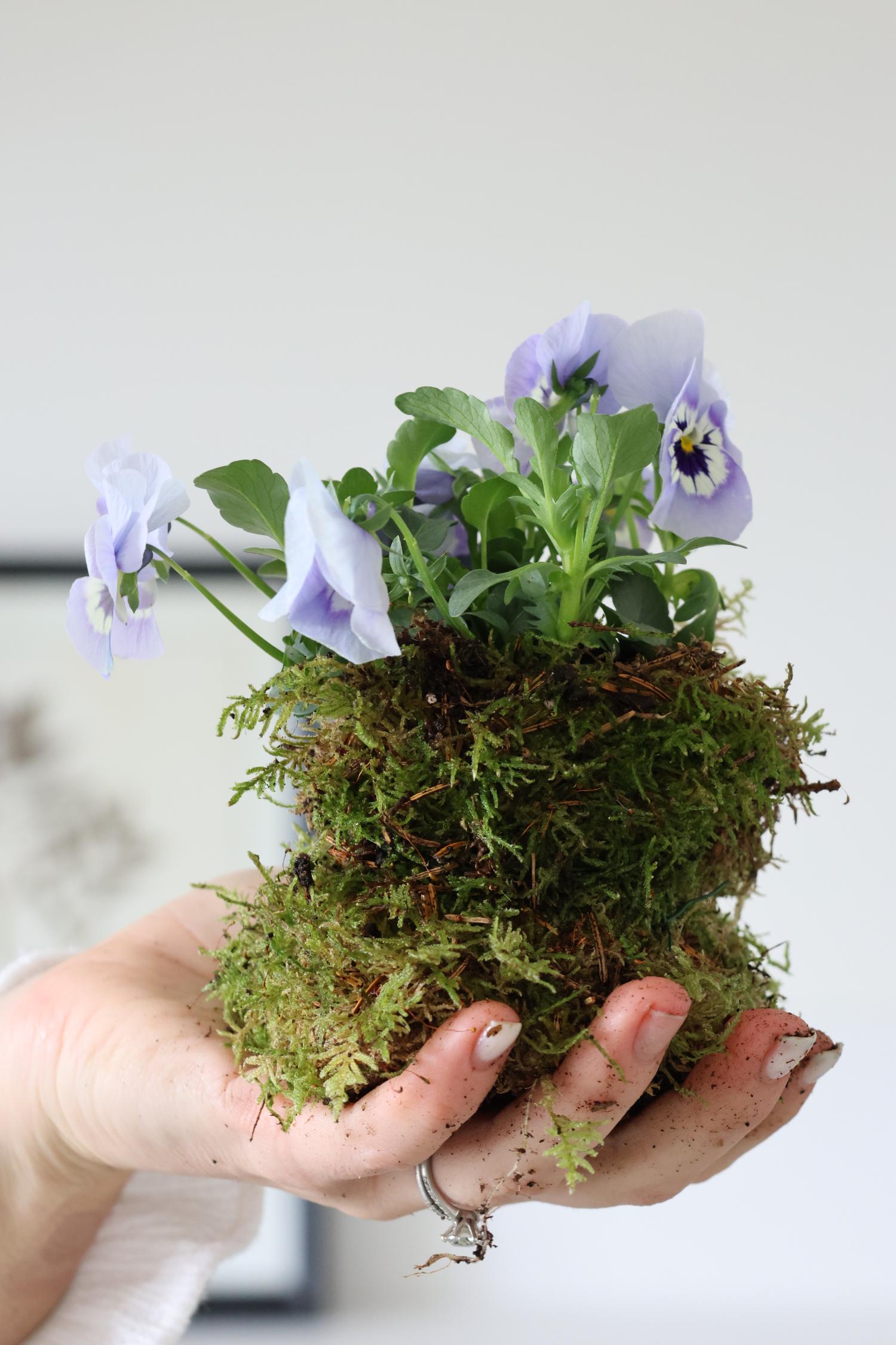 living carpet moss wrapped in a violet pansy