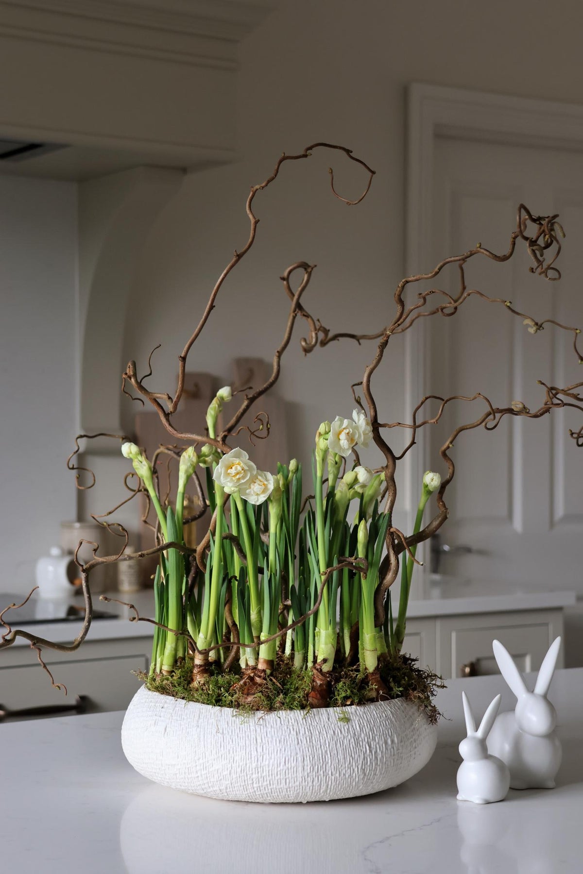 white ceramic planter with bridal crown narcissi and hazel branches topped with fresh living carpet moss on kitchen island 
