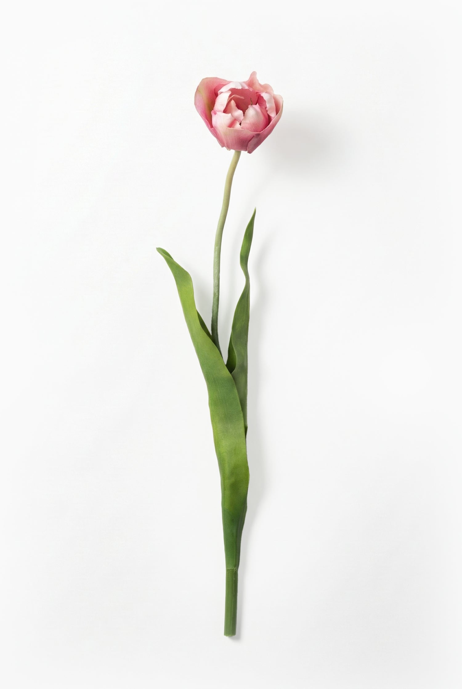 Single pink tulip on a white background