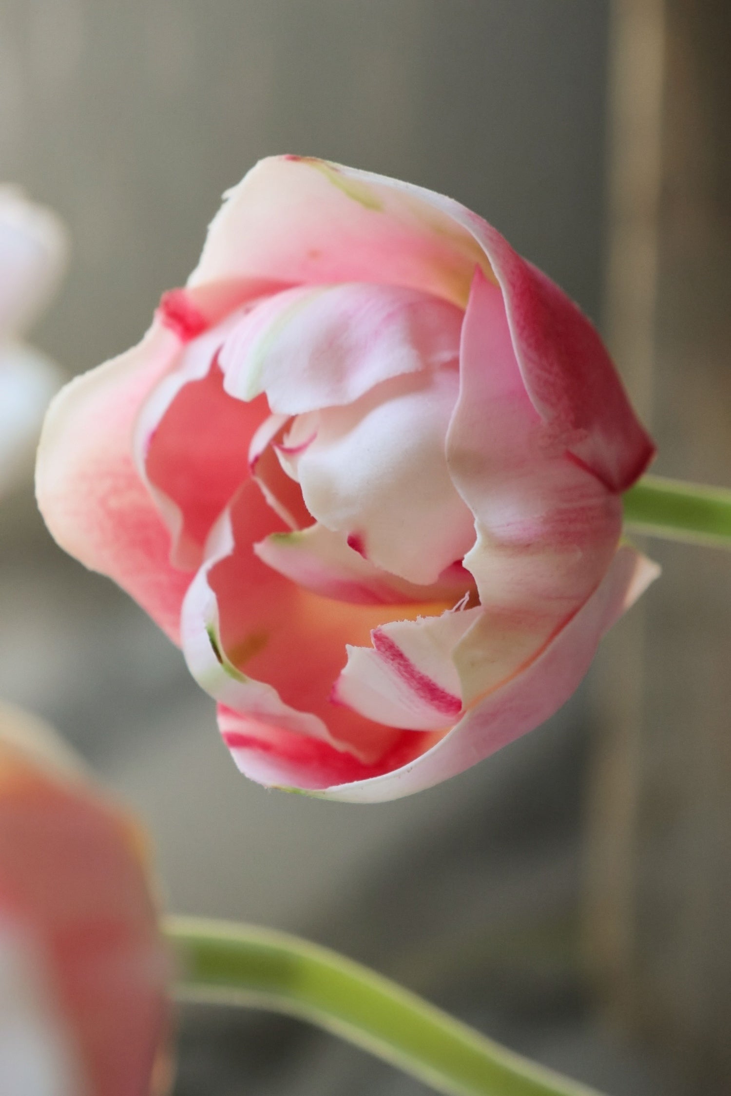 Close-up of a pink and white tulip with a blurred background