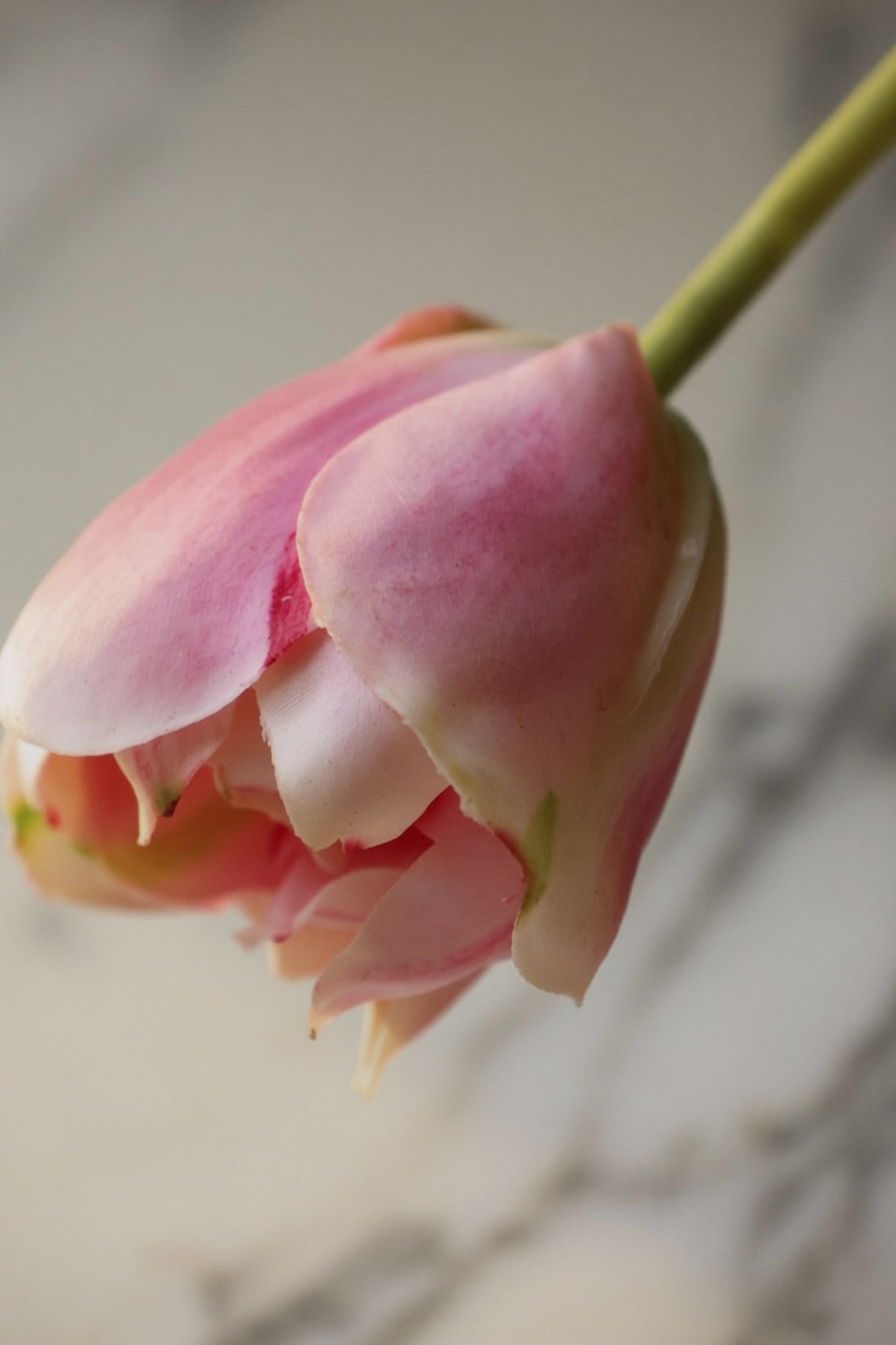 Close-up of a pink flower bud with a blurred background