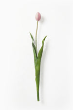 Single pink tulip on a white background
