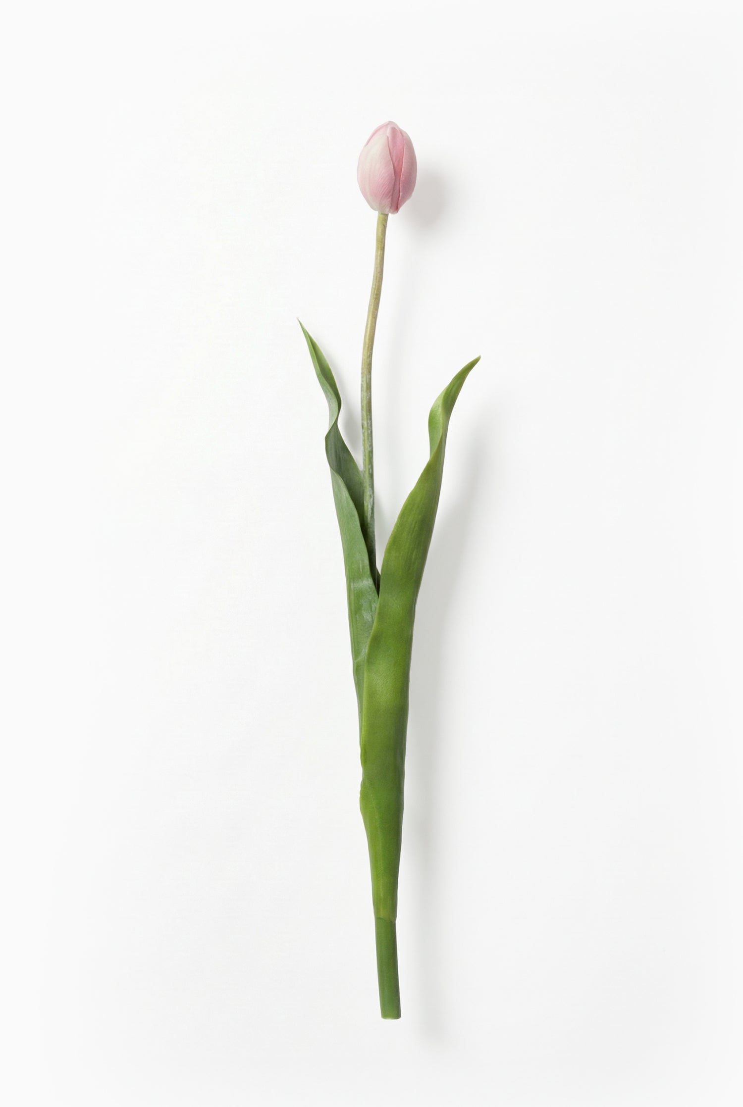 Single pink tulip on a white background