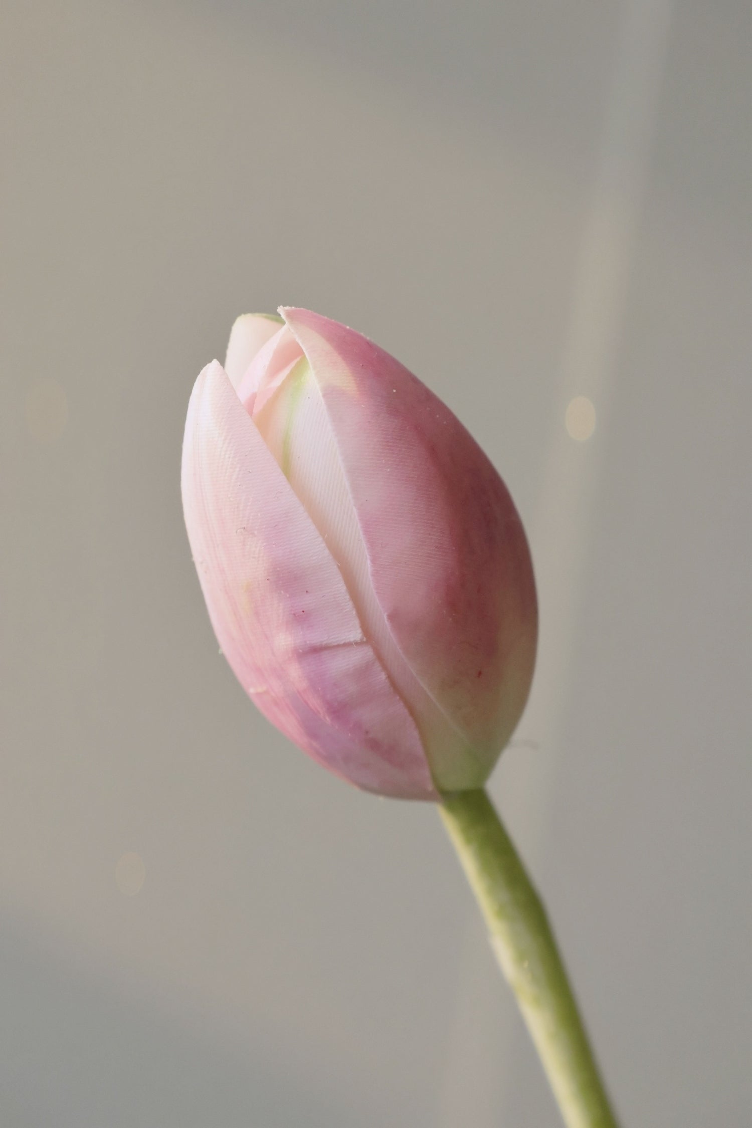 Pink tulip bud on a blurred background