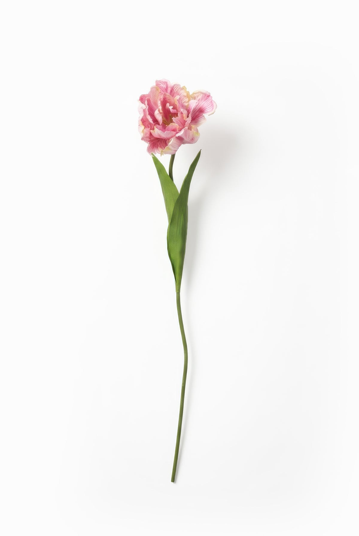 Single pink flower with green stem on a white background