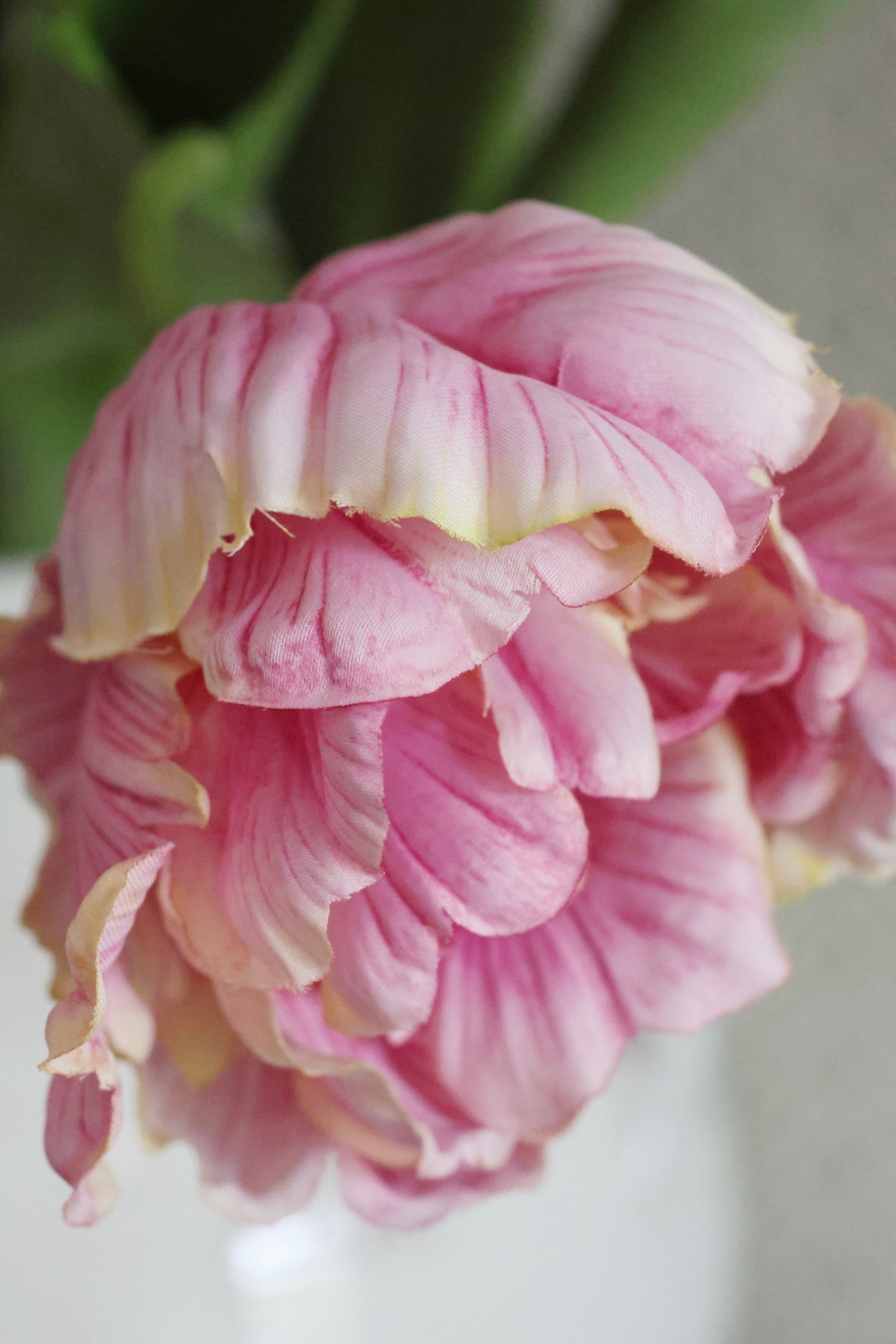 close up of pink flower petals and veining on blurred background