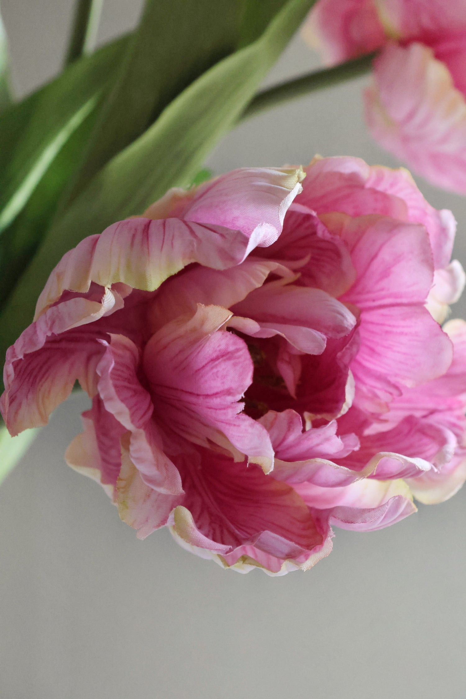 close up of pink tulips