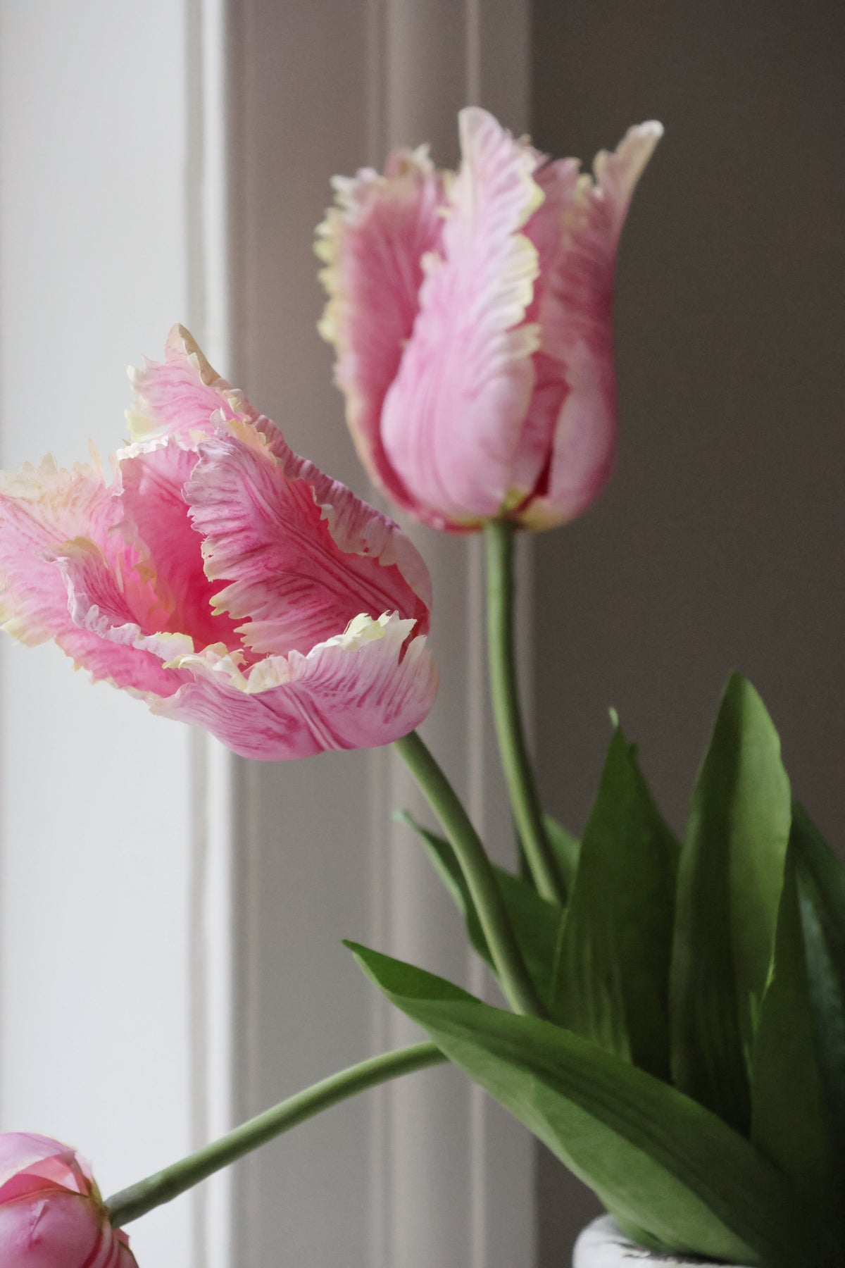 Pink fringed tulips with green leaves against a neutral background