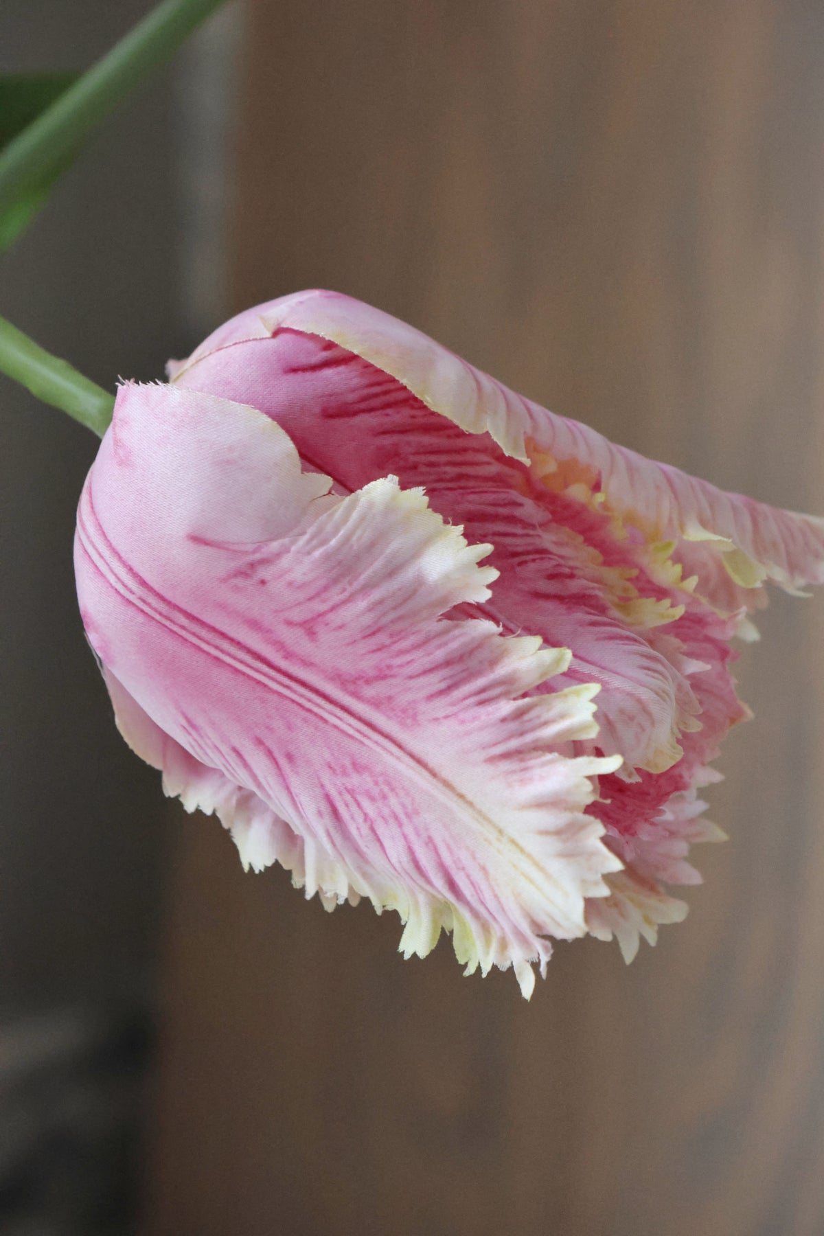 Close-up of a pink and white tulip with a blurred background