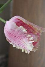 Close-up of a pink and white tulip with a blurred background