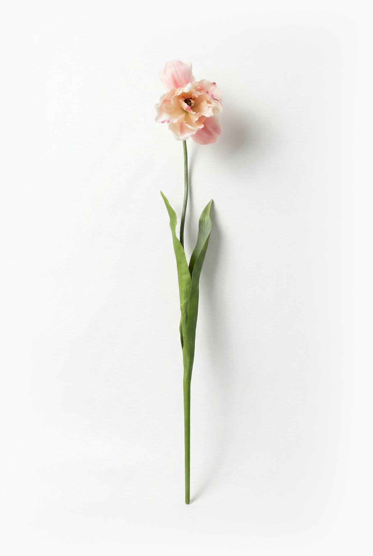 Single pink flower on a white background