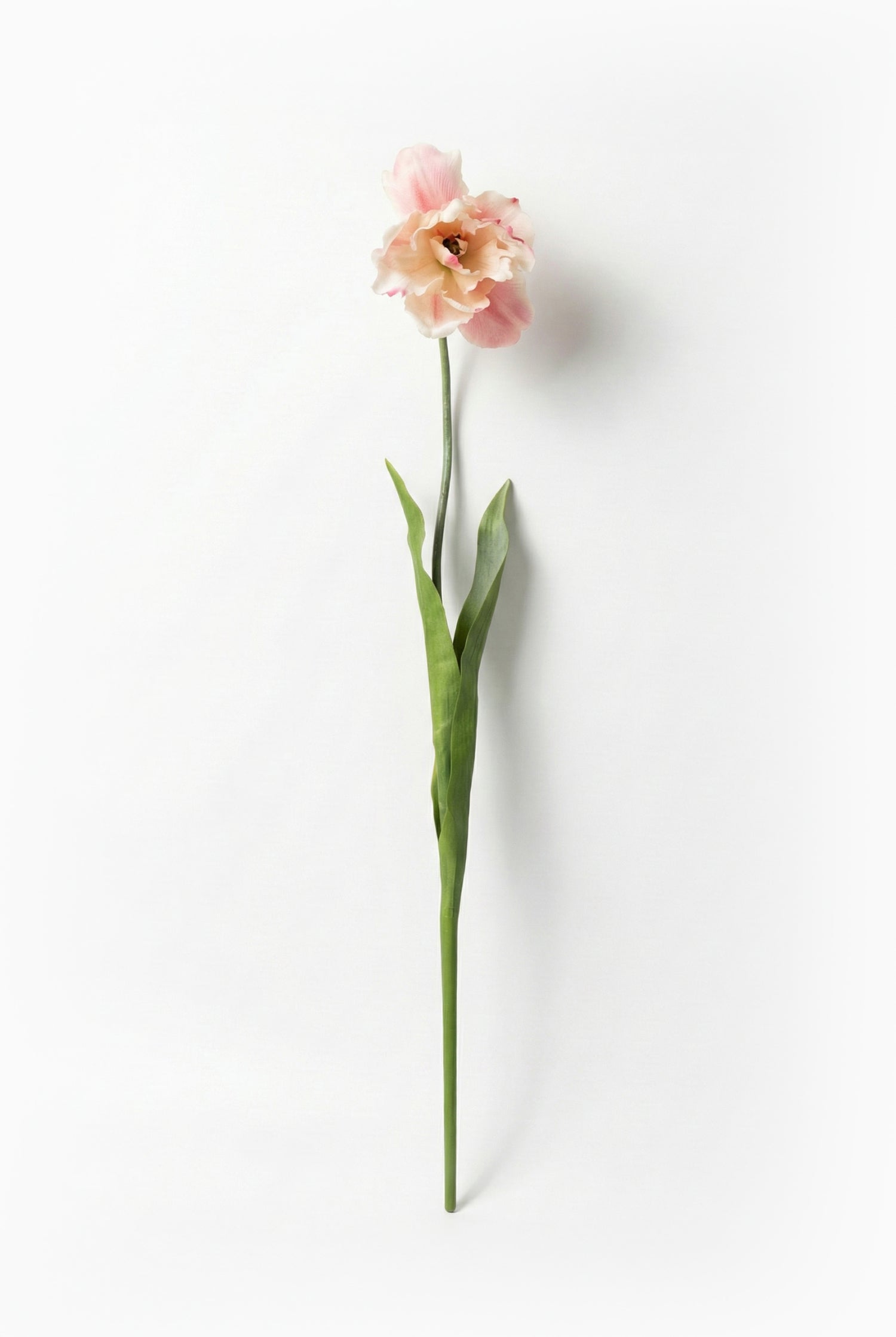 Single pink flower on a white background