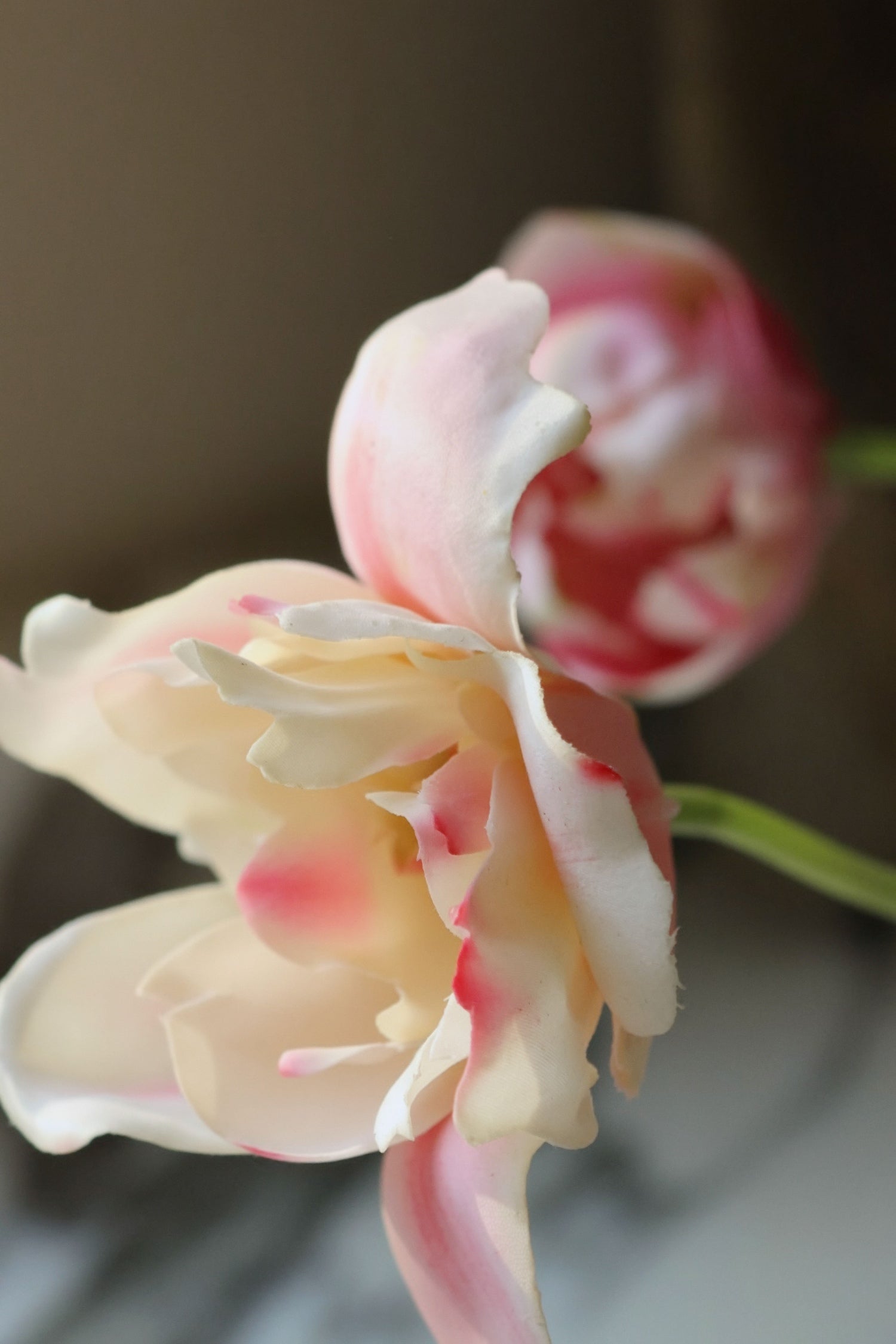 Close-up of a pink and white flower with a blurred background