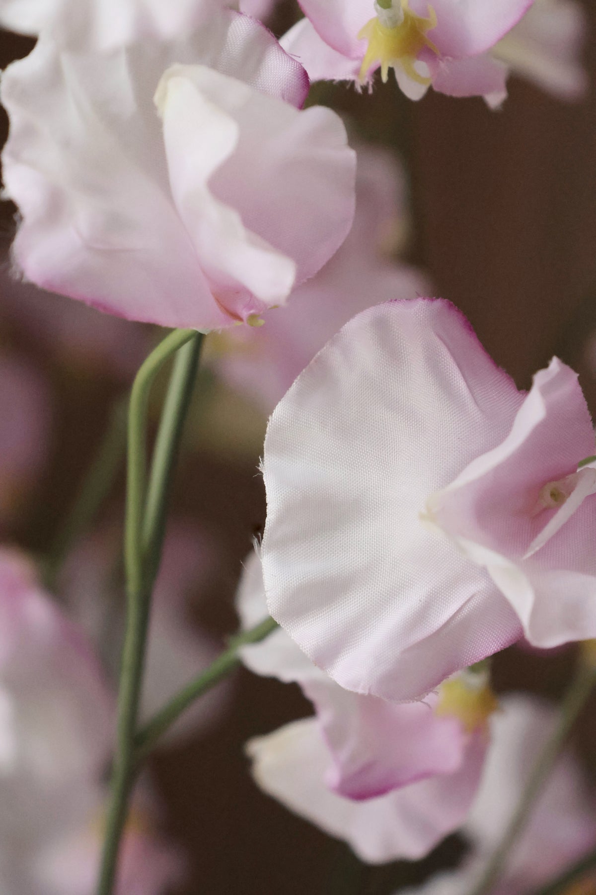 Close-up of pink flowers with a blurred background