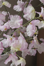 Close-up of pink sweetpea flowers with a blurred background