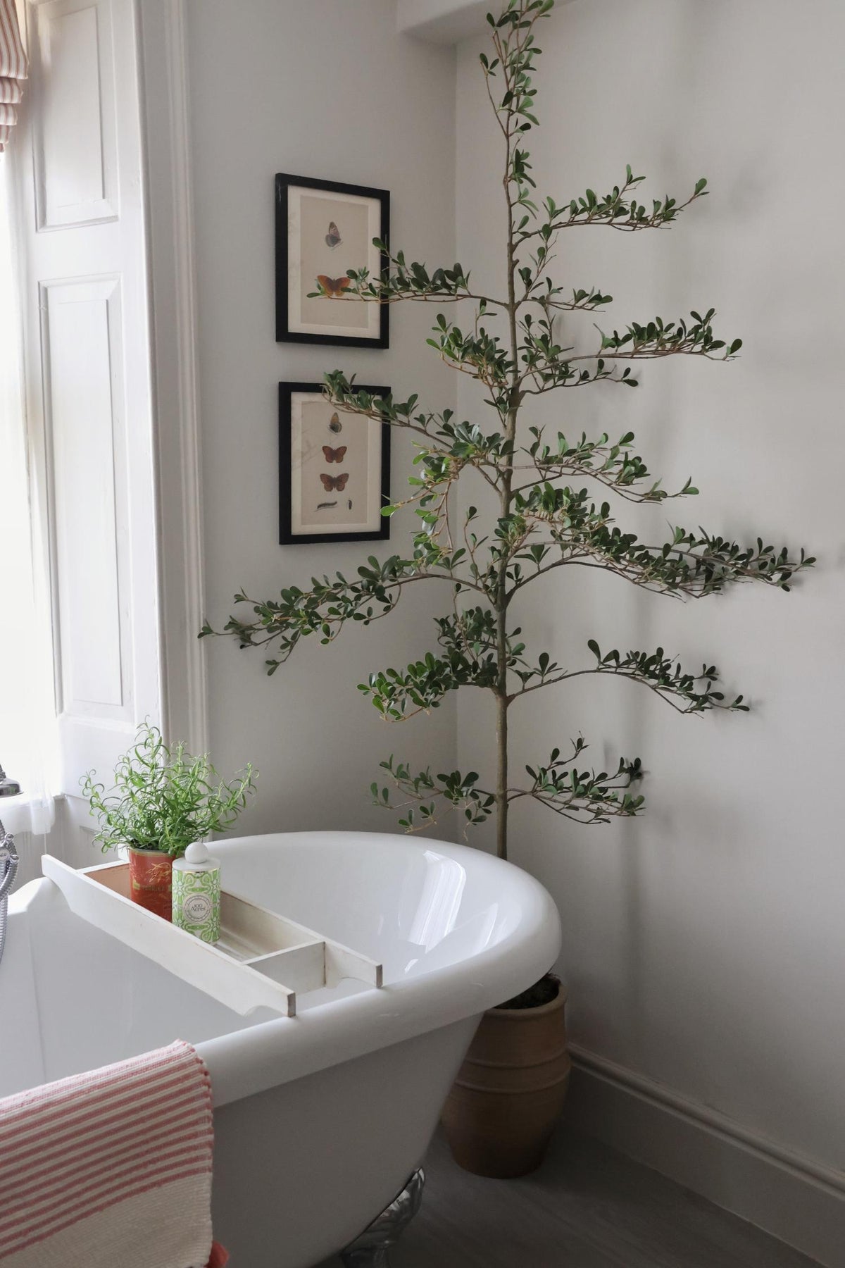 Bathroom with a freestanding bathtub, potted shady lady tree, and framed pictures on the wall.