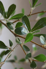 faux shady lady leaves up close