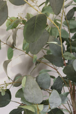 Close-up of silvery green eucalyptus leaves and seeded detail