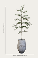  ultra-lite bucklesham planter and shady lady faux tree on white background