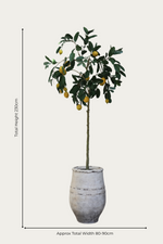  ultra-lite buckleshame and lemon tree on white background