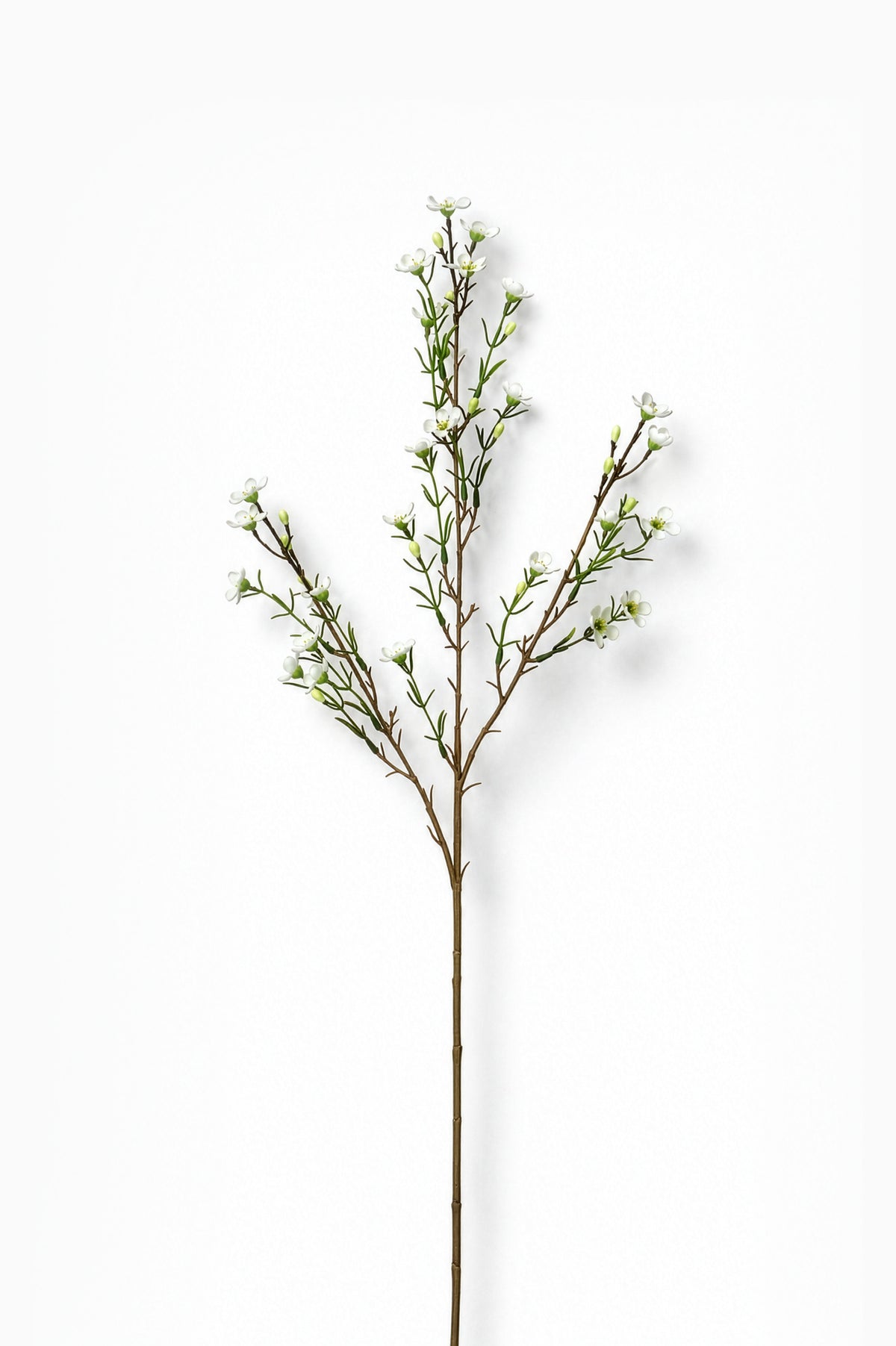 Artificial waxflower branch with small leaves on a white background
