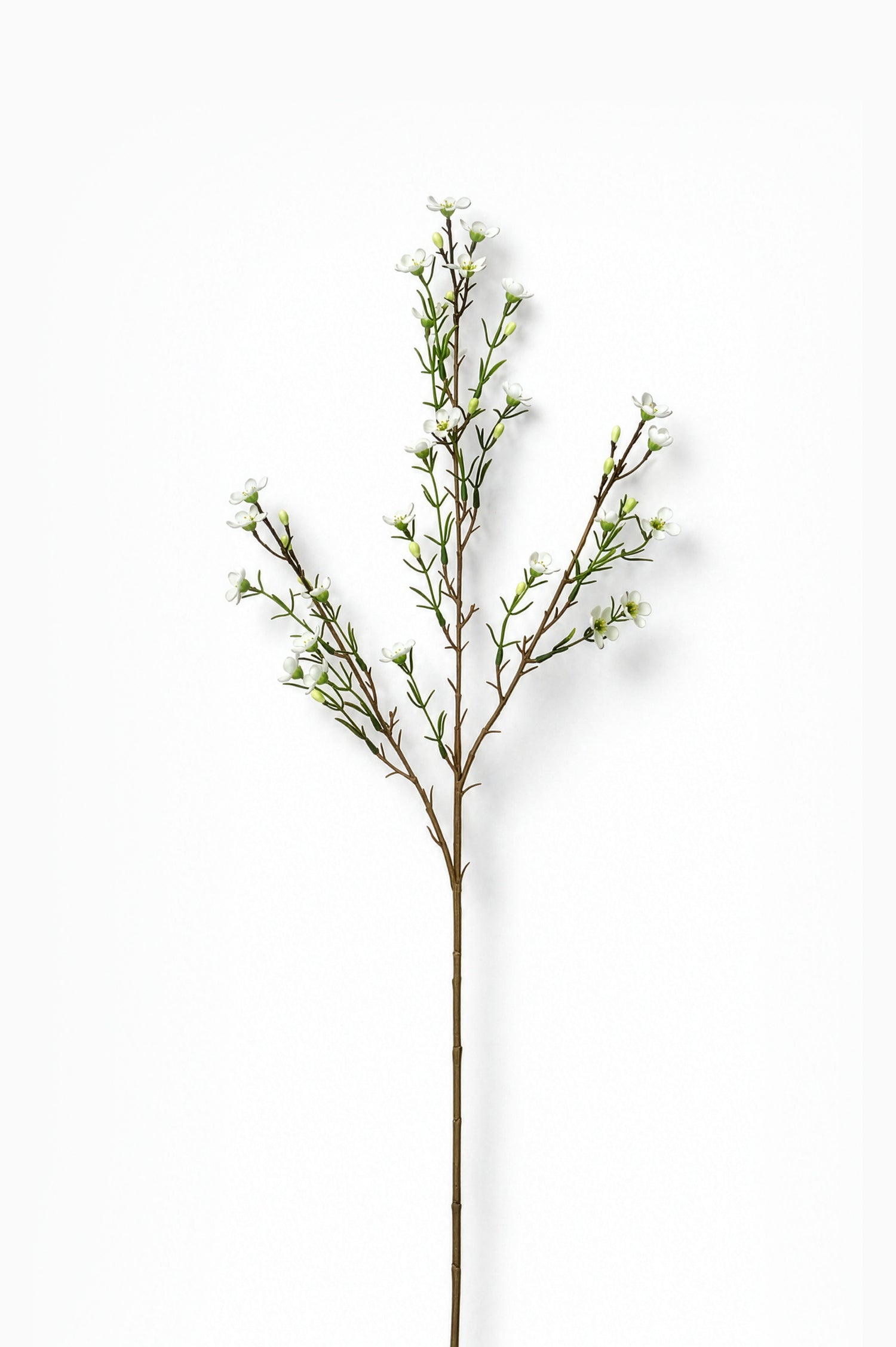 Artificial waxflower branch with small leaves on a white background