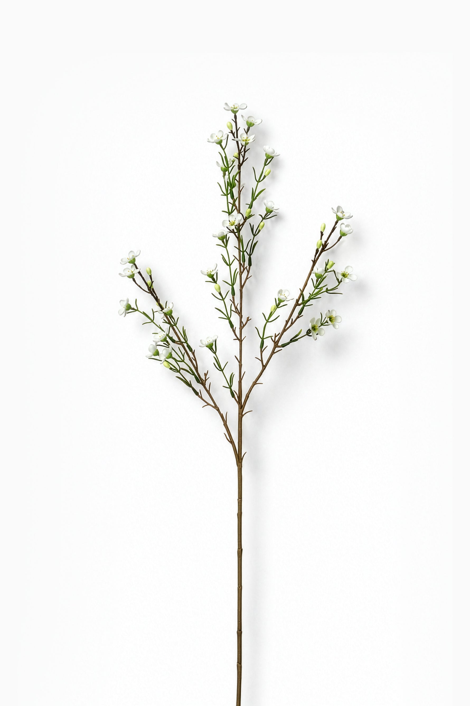 Artificial waxflower branch with small leaves on a white background