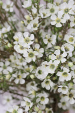 close up of white waxflower