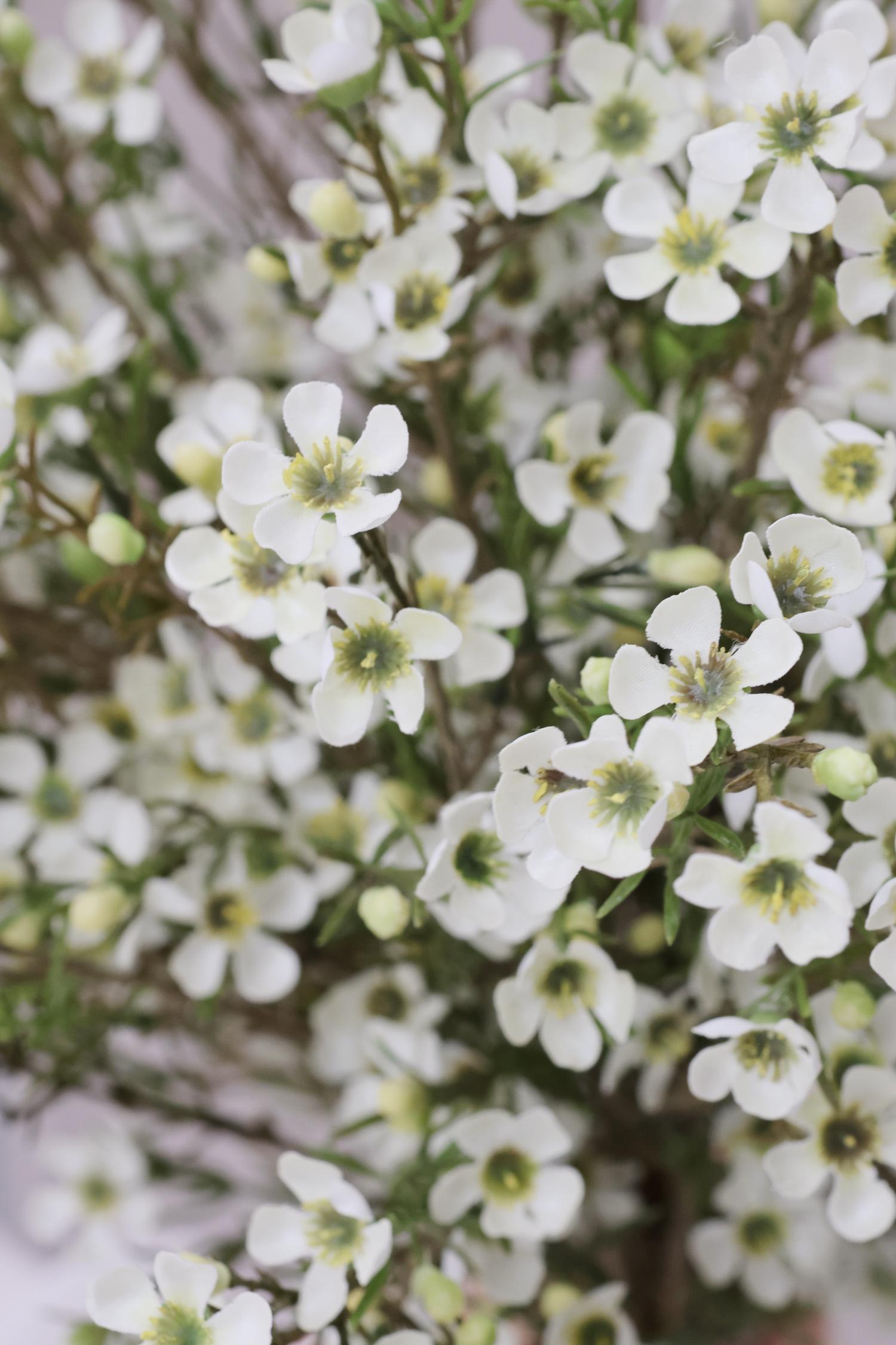close up of white waxflower