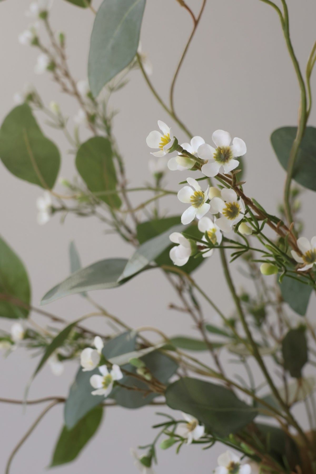 Close-up of white flowers with green leaves on a light gray background
