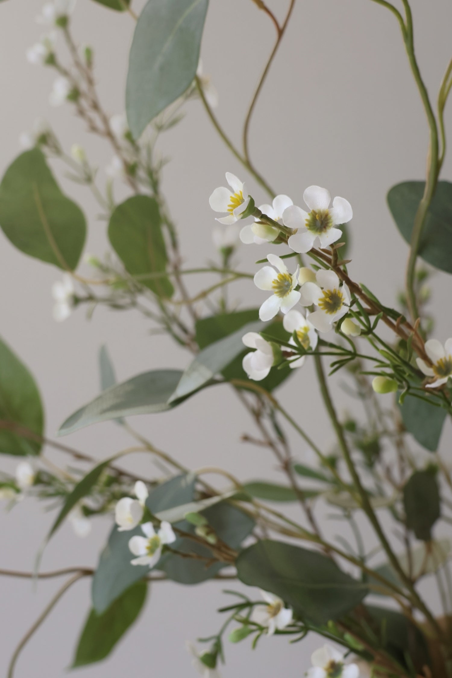 Close-up of white flowers with green leaves on a light gray background