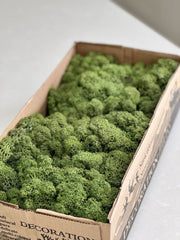 Preserved Reindeer Moss - 500g