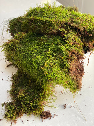 Living Carpet Moss