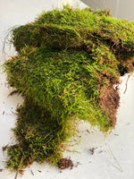 A large bag of fresh green carpet moss spilled open with some moss scattered around on a white surface.