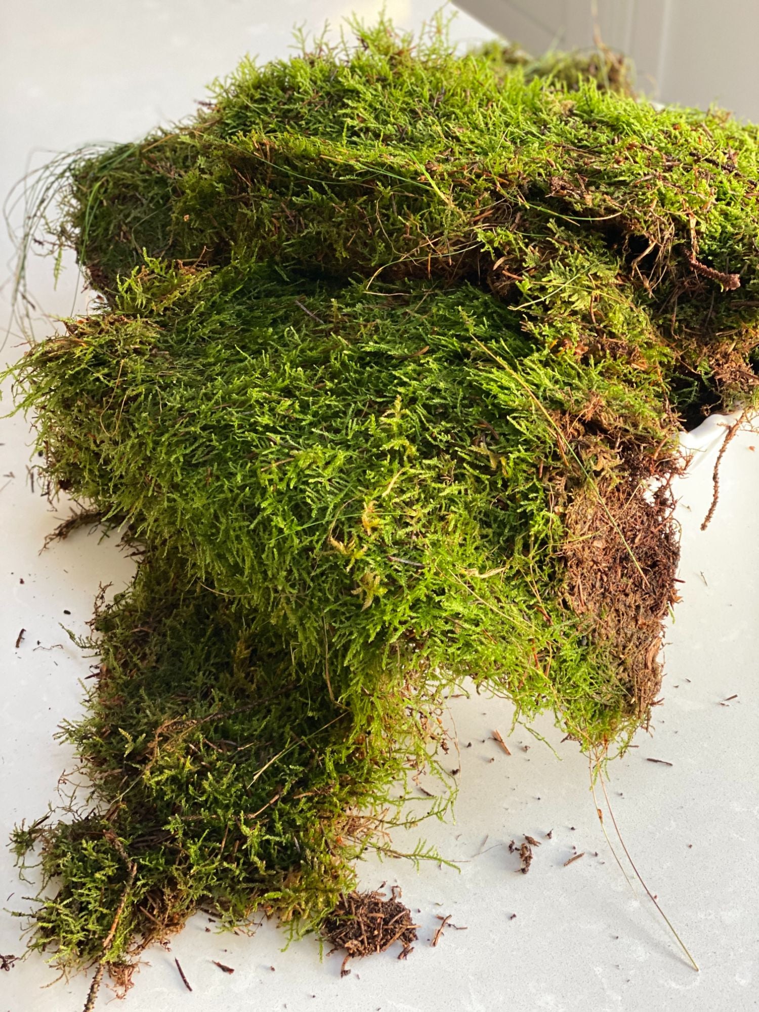 A large bag of fresh green carpet moss spilled open with some moss scattered around on a white surface.